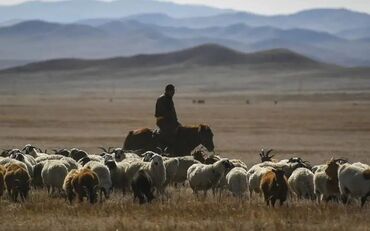 ищу работу в банке: Мал караганга чабан керек