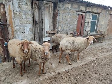 Qoyunlar, qoçlar: Dişi, il: 2 — 8