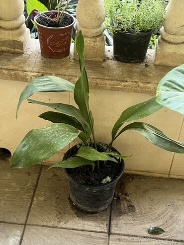 Otaq bitkiləri: Her nov guler var endirimnen verecem Gencedi istiyen yazsin satiş -da lalafo.az — 22 Otaq bitkiləri: Her nov guler var endirimnen verecem Gencedi istiyen yazsin satiş — 22