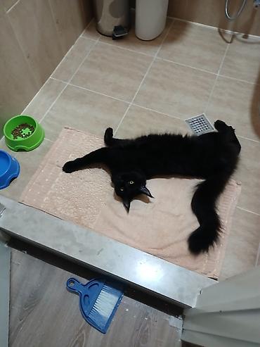 Pişiklər: Yaxşı əllərə — 2