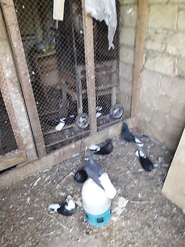 goyercin sekilleri: Qara aqquyryqdu saqlam heyvanlardi.Mastaqadadi.cutu 10 manat — 2