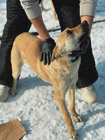Отдам даром собаку: ПРИЮТ У НАС Собачки на любой вкус это приют все собачки привитые — 14