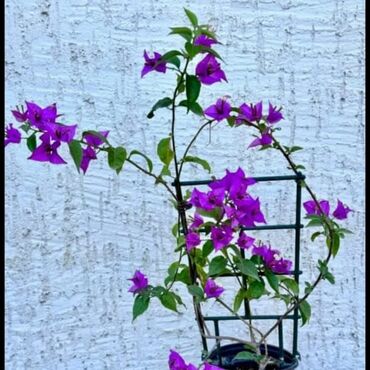 Китайская роза (Гибискус): Китайская роза (Гибискус) — 9