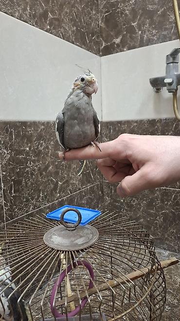 amadin qusu: Karela (cockatiel) quşları satılır. 1 cüt (erkək və dişi, 1 yaş) + 2 — 5