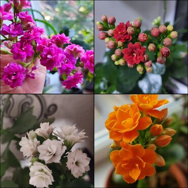 Другой домашний декор: Распродажа каланхоэ 7 расцветок. комнатные цветы . Живу рядом с