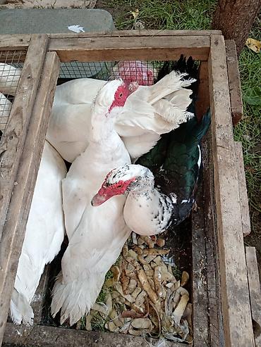 ruan ordek: 4dene yeke erkek lal ördek son qiymet 25manatdan.2eded qaz 30manatdan — 1