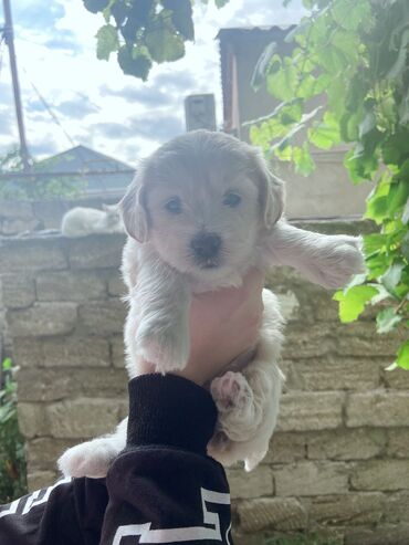 доберман цена в баку: Pudel, 1 ay