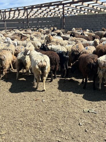 кой козу талас: Продаю | Овца (самка), Ягненок, Баран (самец)