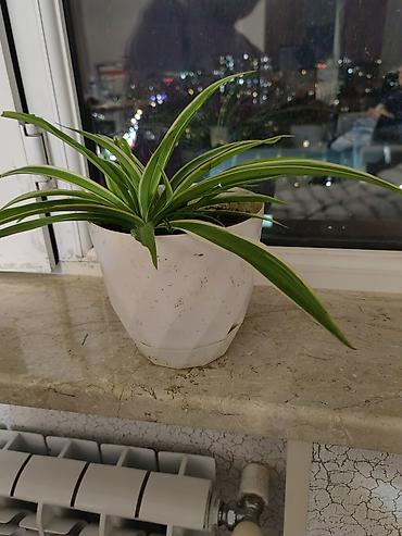 Растения: Dekorativ otaq bitkisi – xlorofitum (Spider Plant) Uzun, nazik və — 1