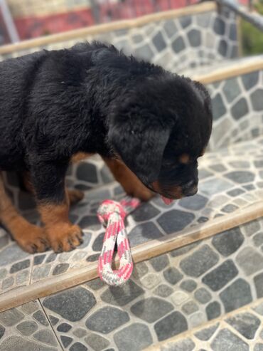 İtlər: Rotveyler, 1 ay, Erkek -da lalafo.az — 8 İtlər: Rotveyler, 1 ay, Erkek — 8