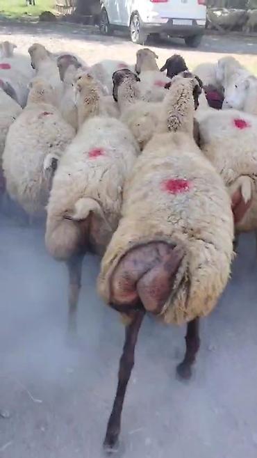 toyuq ucuz qiymete: Dişi, il: 1, Damazlıq, Pulsuz çatdırılma — 3