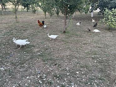 qus nomreleri: Tovuzquşu balaları - Ağcabədi rayonunda yerləşir. - cütü 150 azndir — 7
