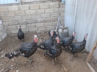 yerli cins inekler: Satış üçün hinduşka sürüsü - Növ: Qara rəngli, naxışlı lələklərə