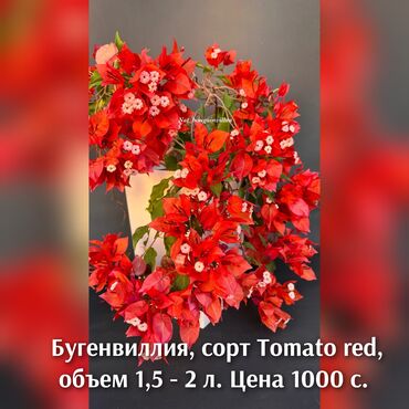 семена для газона: В продаже бугенвиллии возраст 1 год. Стоимость указана на фото