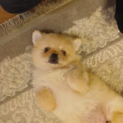 собаки в добрые руки бесплатно: Şpitz