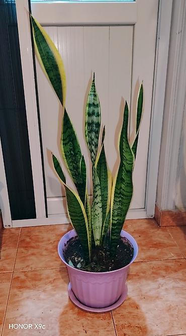 Bitki: Sansevieria trifasciata (Eşşəkquyrğu/Snake Plant) - Bənövşəyi
