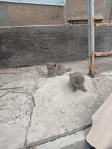 Животные: Кошка даром: Лесная, 2 месяца, Мальчик, Приучена к лотку — 2