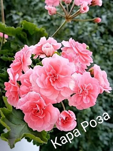 Герани и пеларгонии: Продаю сортовые розебудные пеларгонии, есть и старые хорошие сорта — 5