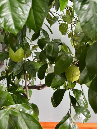 комнатные растения лимон: Продается 3 летний лайм, обильно плодоносит круглый год, у него