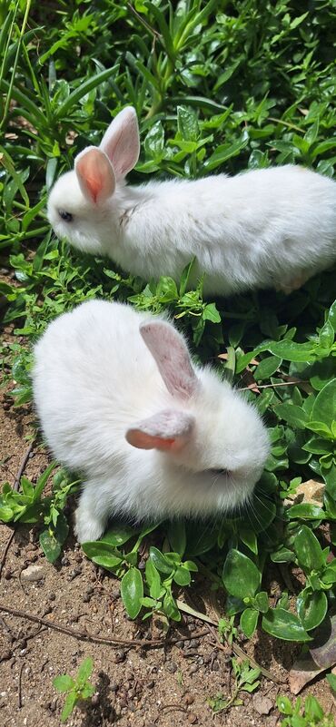 Dovşanlar: Dekorativ dovsanlar biri 15 azn — 16