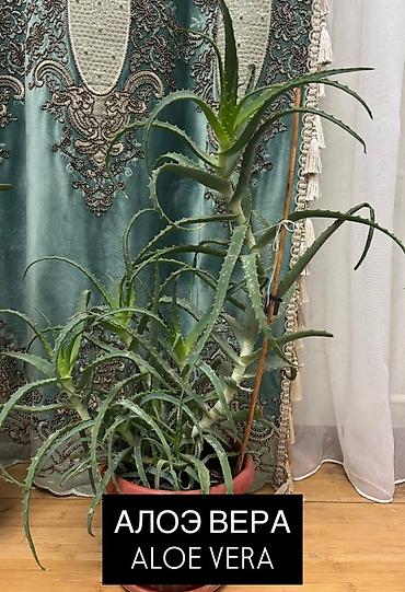 plants: Комнатные растения в горшках: 1) Хамедорея (Chamaedorea) - Тонкий — 4