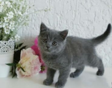 новорожденный котенок: Британская короткошёрстная, 2 месяца, Мальчик, Голубой, Метис, Приучена к лотку, Проглистована