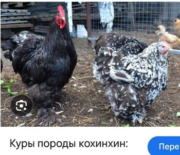 фикус лировидный купить: Здравствуйте Куплю для себя пару куриц и петуха молодых кто готов