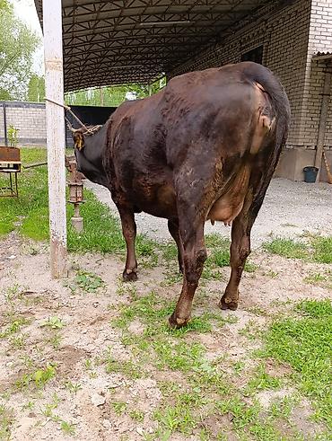 Коровы, быки: Продаю | Корова (самка) — 1