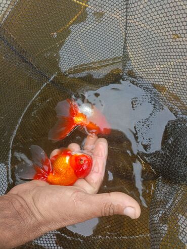 Akvariumlar: Oranda 2 quyruq qiyməti 2 manat 4 quyruq qiyməti 3 manat. Ünvan — 8