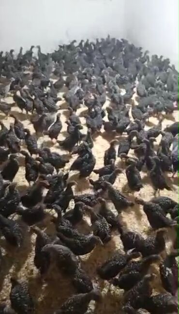 Cücələr: Toyuq cücələri, Damazlıq, Ünvandan götürmə