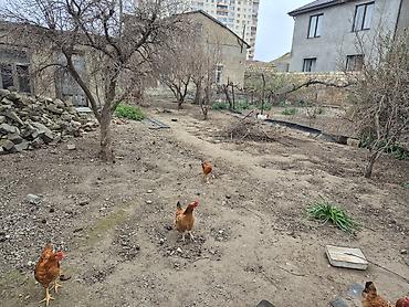 xacmaz bina: Həyətyanı torpaq sahəsi və fərdi yaşayış evi - Geniş, daş hasarla — 9