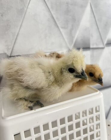продаю музоо торпок корова самка бык самец айрширская ангус алатауская на забой для разведения на откорм племенные нетель привязанные: Продаю цыплят Китайский шелк 
Возраст от недельных и старше