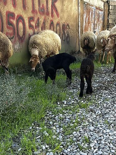 ordək necə gunə bala cixarir: Salam Aleykum! Allah hamının malına, ruzisinə bərəkət versin! 🤲🐑 🐏 — 5