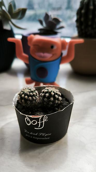 kaktus növləri: 🌵 Kiçik kaktuslar — 2 ədəd cəmi 4 AZN! Səliqəli və baxımı asan gənc — 2