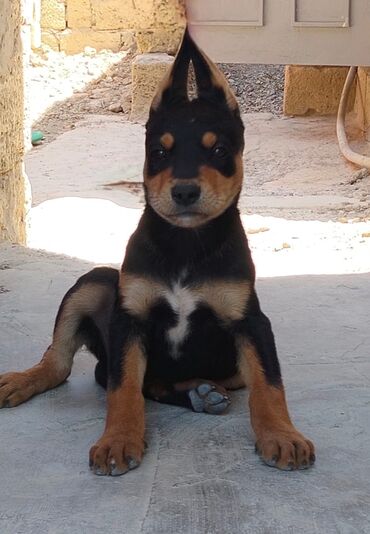 etibarlı ellere verilir it: Doberman, 2 ay, Erkek, Ünvandan götürmə