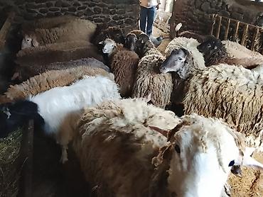 anqus dana satışı: Gəncədə toya nişana qurbanlıq üçün hər cür quzularimiz var yaxşı — 5