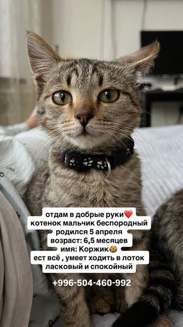 японская порода кошек: Мышык бекер берилет: Породасыз, 6 айлык, Эркек, Лотокко барууга үйрөтүлгөн