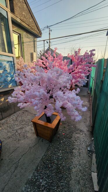 Декоративные цветы: Сакура искусственное дерево высота 2 м ширина 2 м цена от 1000 сом at lalafo.kg — 17 Декоративные цветы: Сакура искусственное дерево высота 2 м ширина 2 м цена от 1000 сом — 17