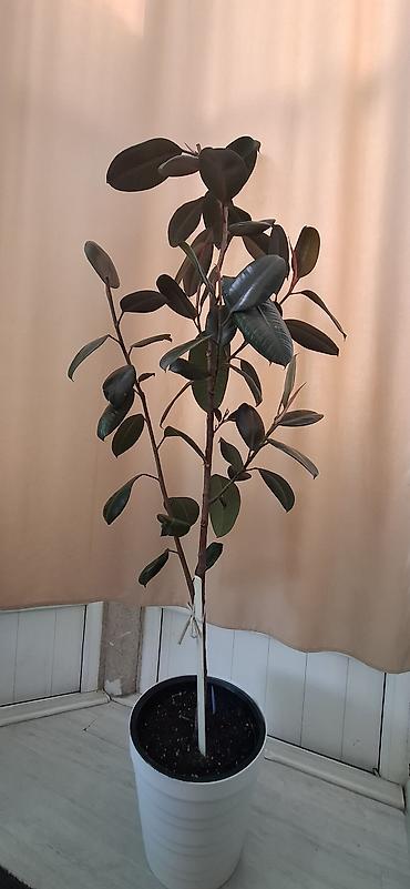 каучуконосный фикус: Фикус каучуконосный (Ficus elastica), высота от пола — 175 см. - — 1