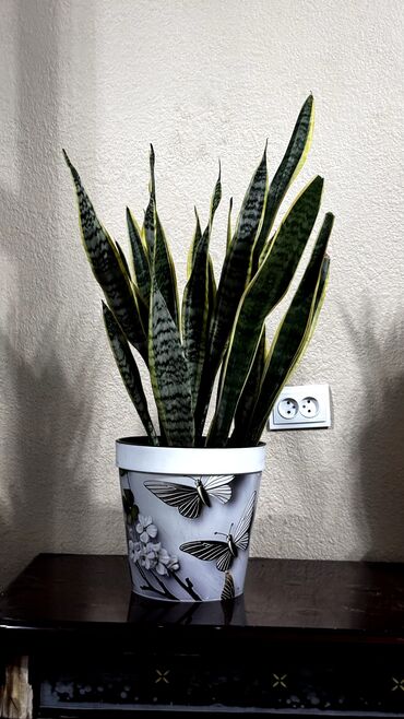 туя елки: Сансевиерия (Sansevieria trifasciata, «Тёщин язык») в декоративном