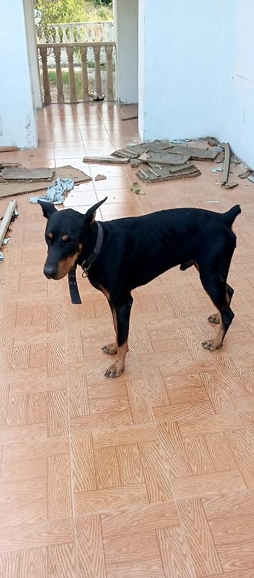 Doberman, 1 il, Erkək
