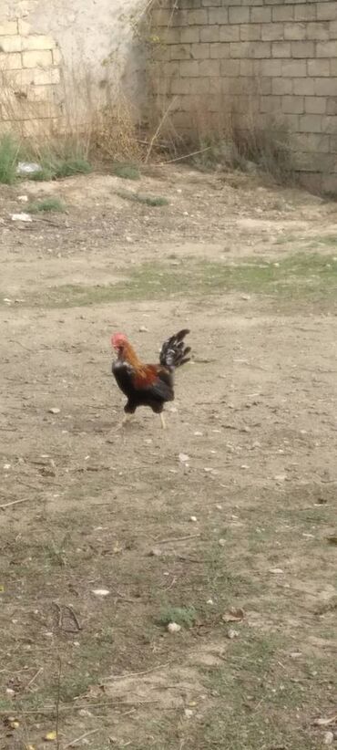 британский черный кот: Salam gördüyünüz xoruz satılır təmiz yerli xoruzdur saqqallidi