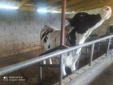 Коровы, быки: Продаю | Тёлка | Голштин | Для разведения, Для молока