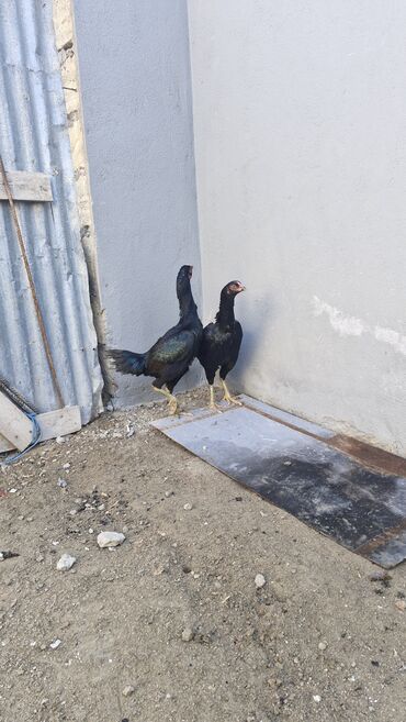 Toyuqlar: Toyuq, Damazlıq — 2