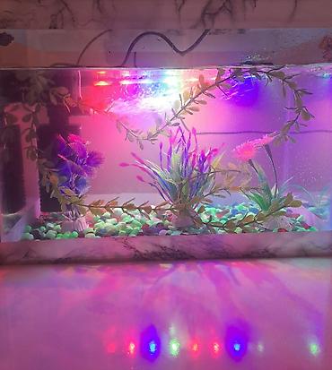 Аквариумы: 077 613 12 74 LED işıqlı akvarium dəsti - Şüşə akvarium, mərmər — 1