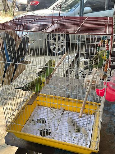 bulbul qefesi: Bülbül (nimfa) deyil, dalğaquşu (budgerigar) qəfəsi və quşlar - — 1