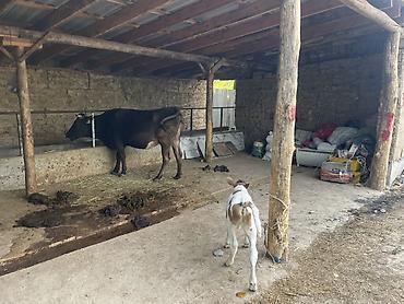 скот телята: Продаю | Корова (самка) | Для молока | Привязанные — 1