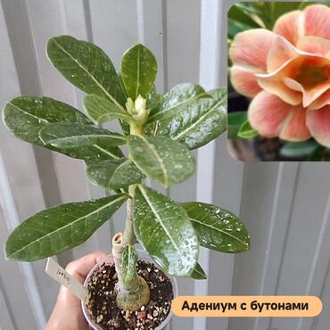 цветы оптом: Адениум Обесум МIX Роза пустыни. любит тепло и солнце. Можно создать