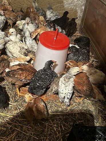 ucuz pisik satisi: Toyuq cücələri, Ətlik, Rayonlara çatdırılma, Ödənişli çatdırılma, Ünvandan götürmə — 4