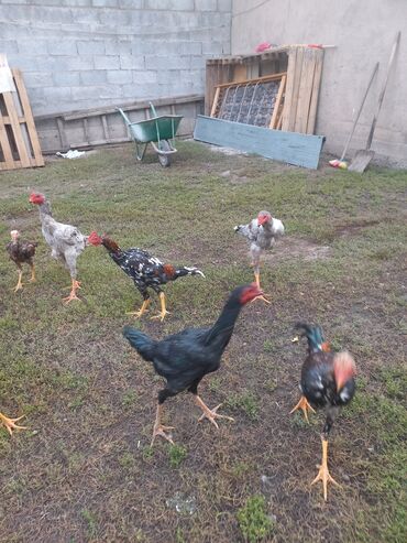 продажа щенков немецкой овчарки в бишкеке с документами: Продаю | Куры | Бойцовая | Для разведения